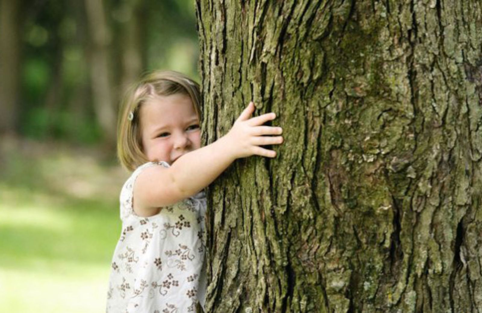 I 10 alberi da abbracciare secondo la Silvoterapia