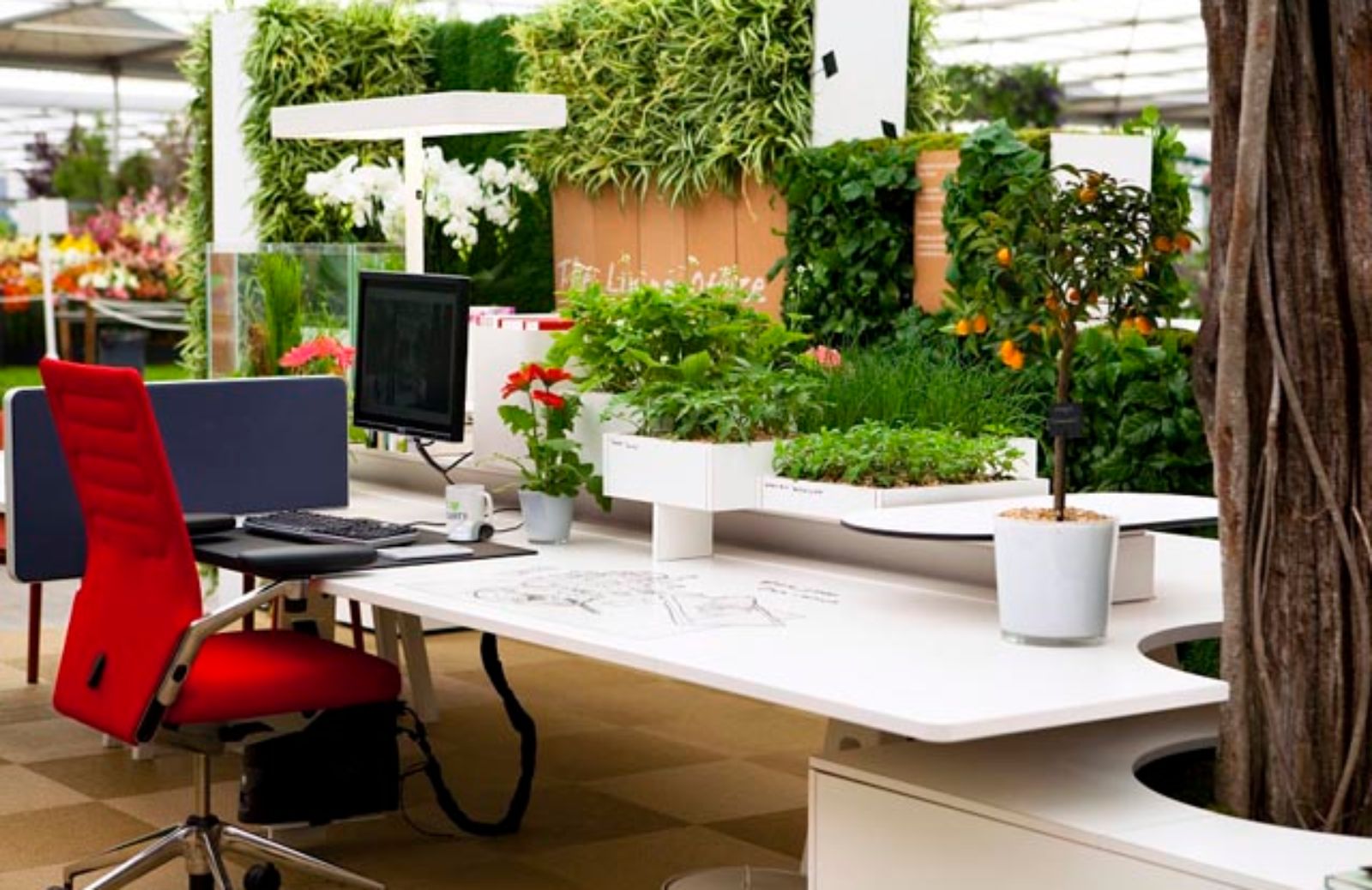 Le 5 piante da coltivare in ufficio per stare meglio 