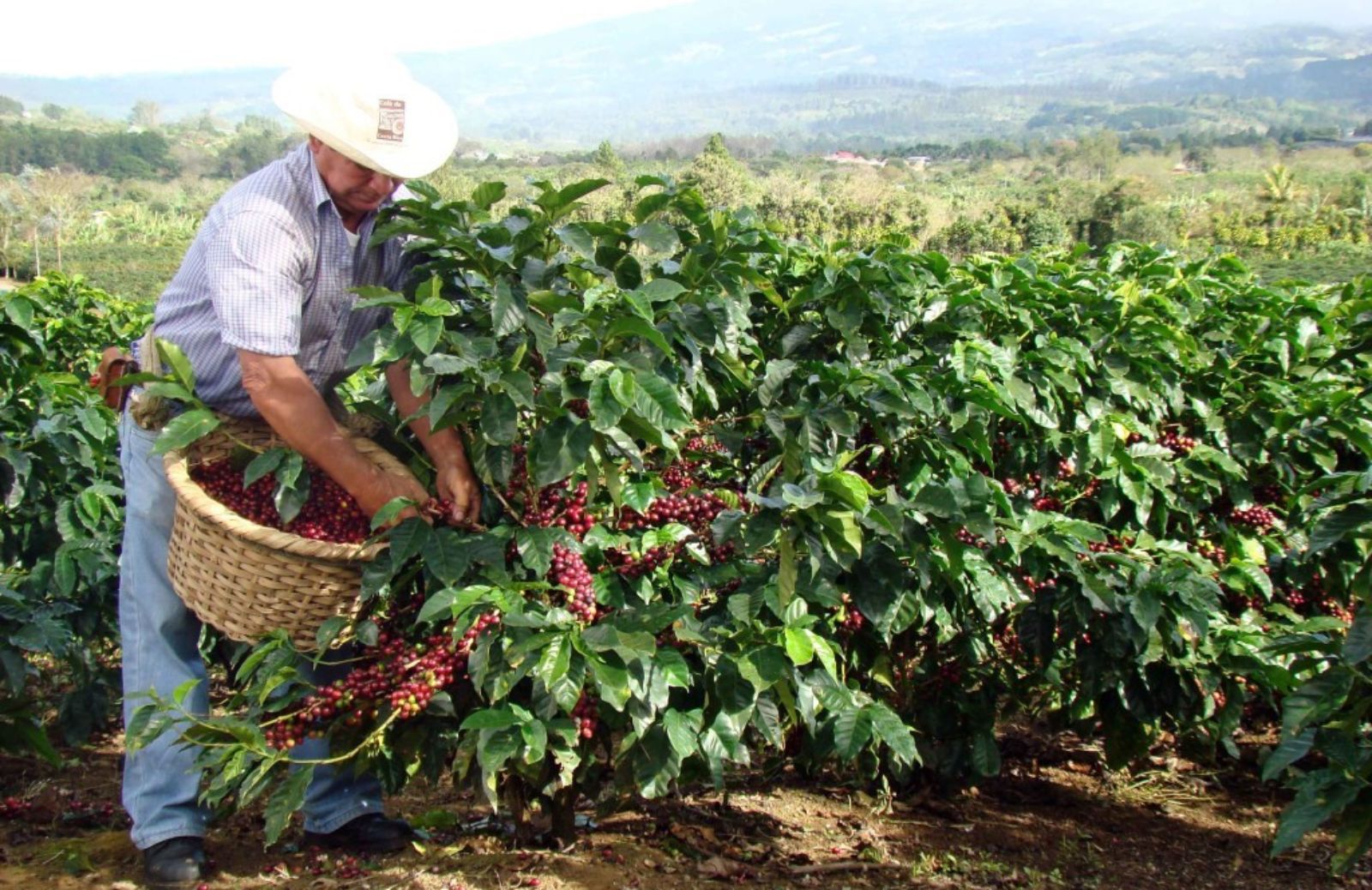 Entro il 2050 si dimezzeranno le coltivazioni di caffé 