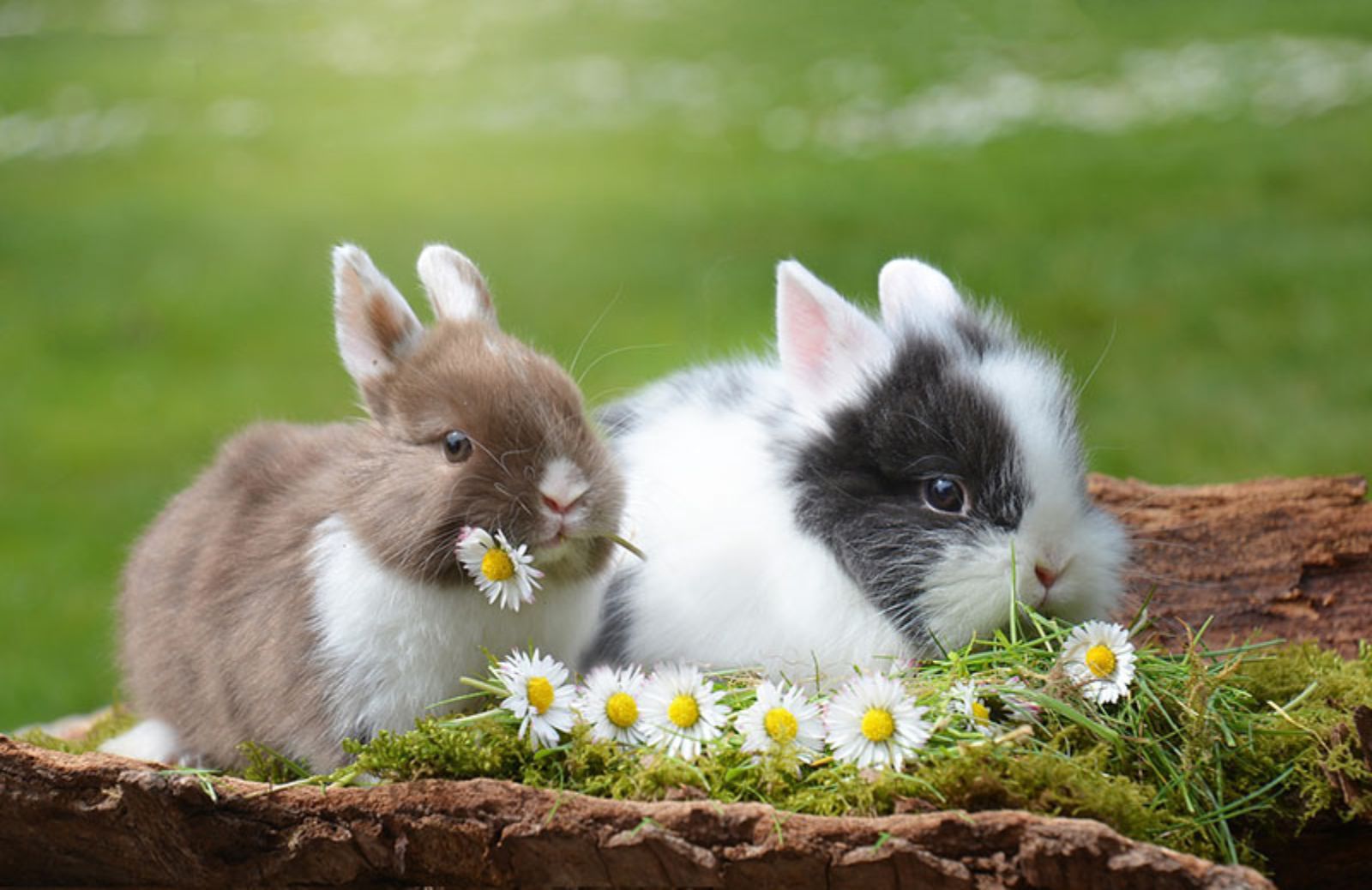 10 nomi simpatici per il coniglio nano
