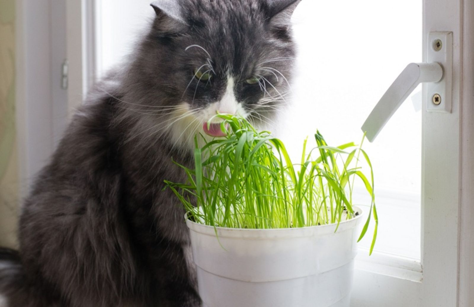 10 piante da “gatto” da tenere sul balcone