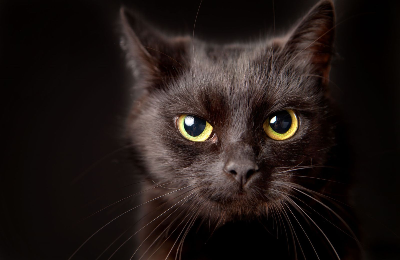 5 motivi per cui il gatto nero porta... fortuna