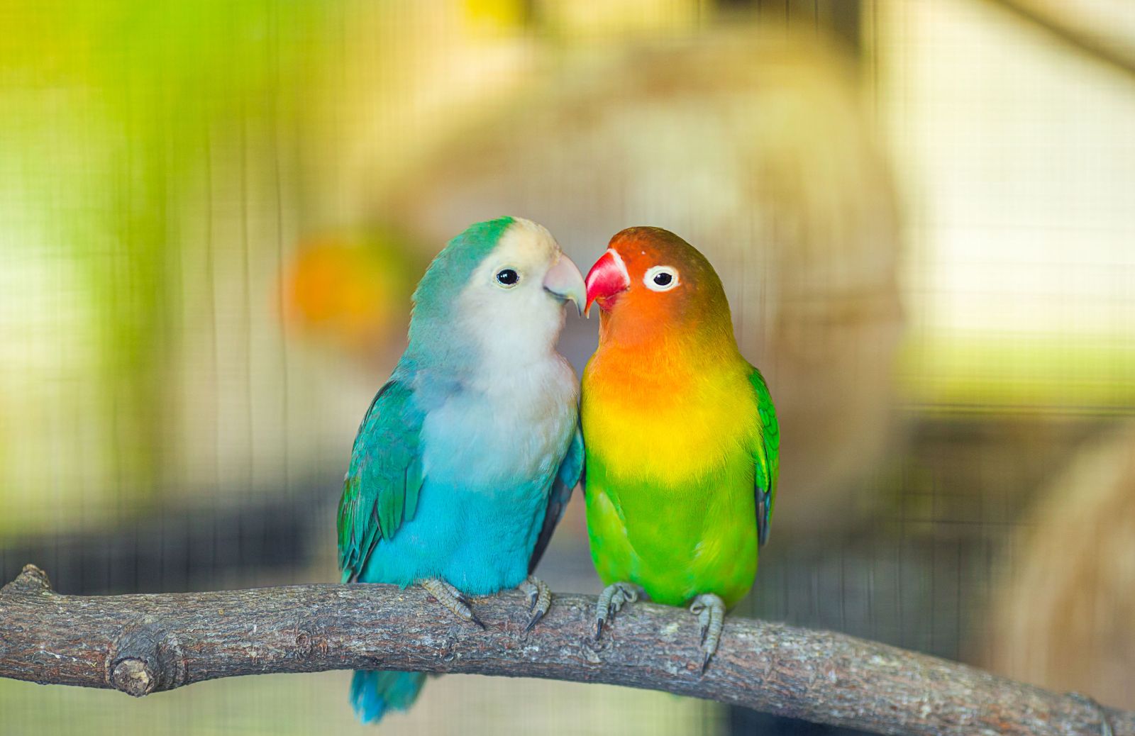 Animali monogami: quali specie animali stanno insieme tutta la vita?