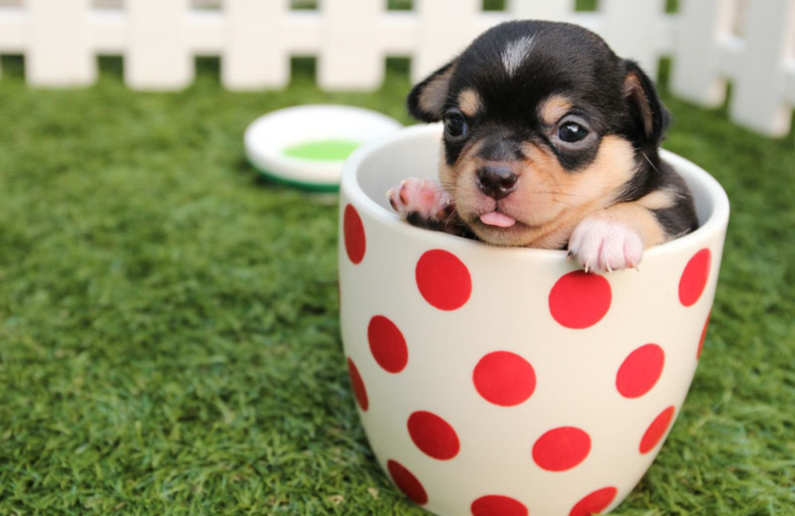 Cani di piccola taglia: i 10 più teneri al mondo