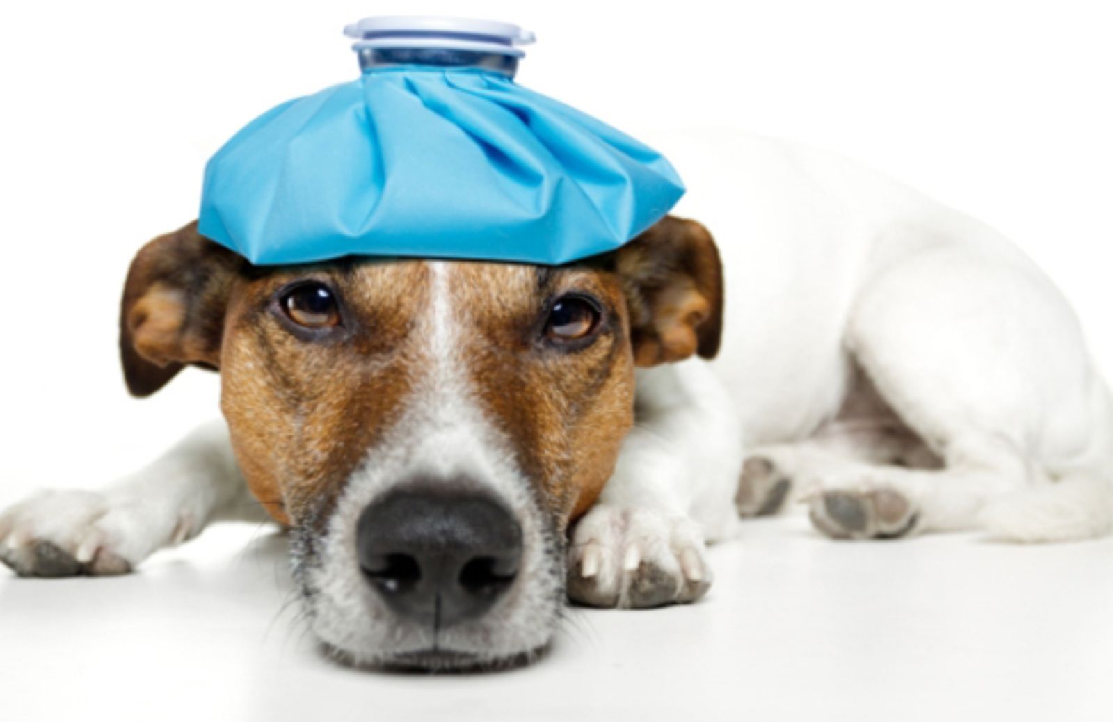 I 5 consigli per prevenire un colpo di calore al tuo cane