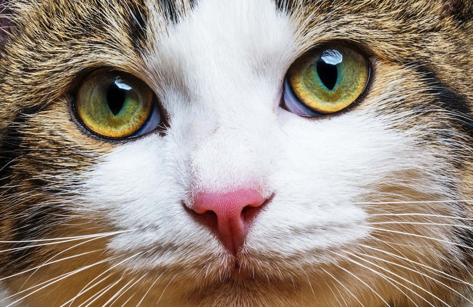 Le 10 razze di gatto più belle al mondo