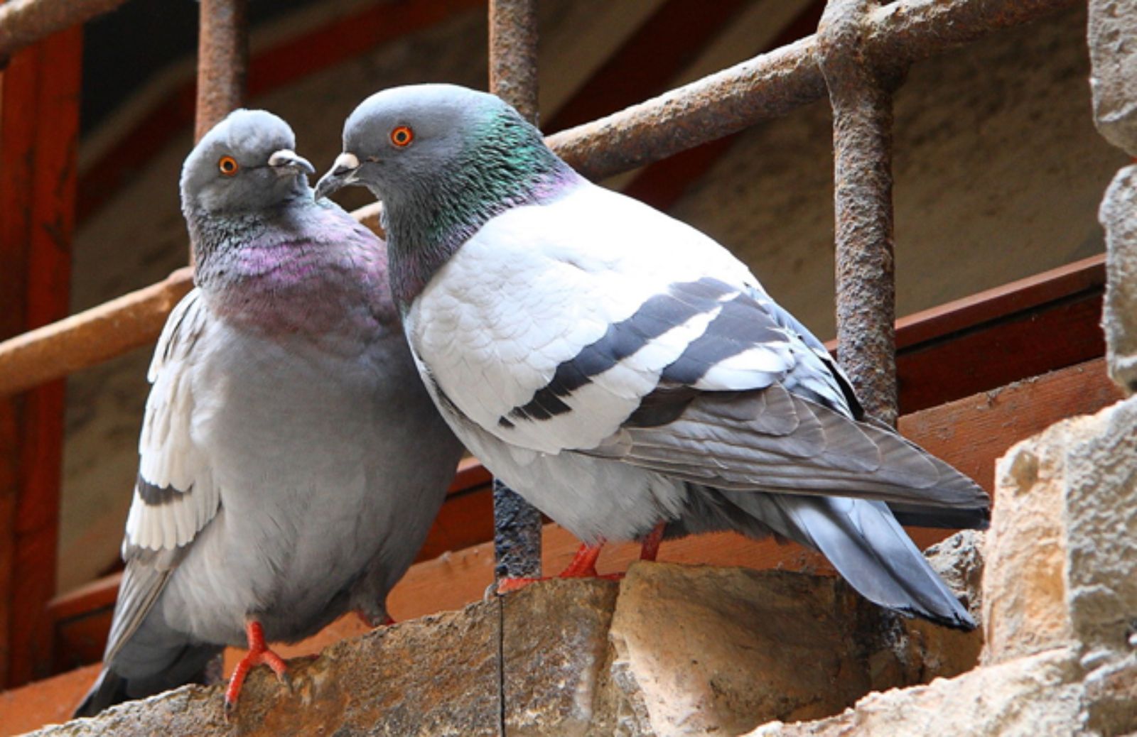 Le 10 regole per una corretta convivenza con i piccioni