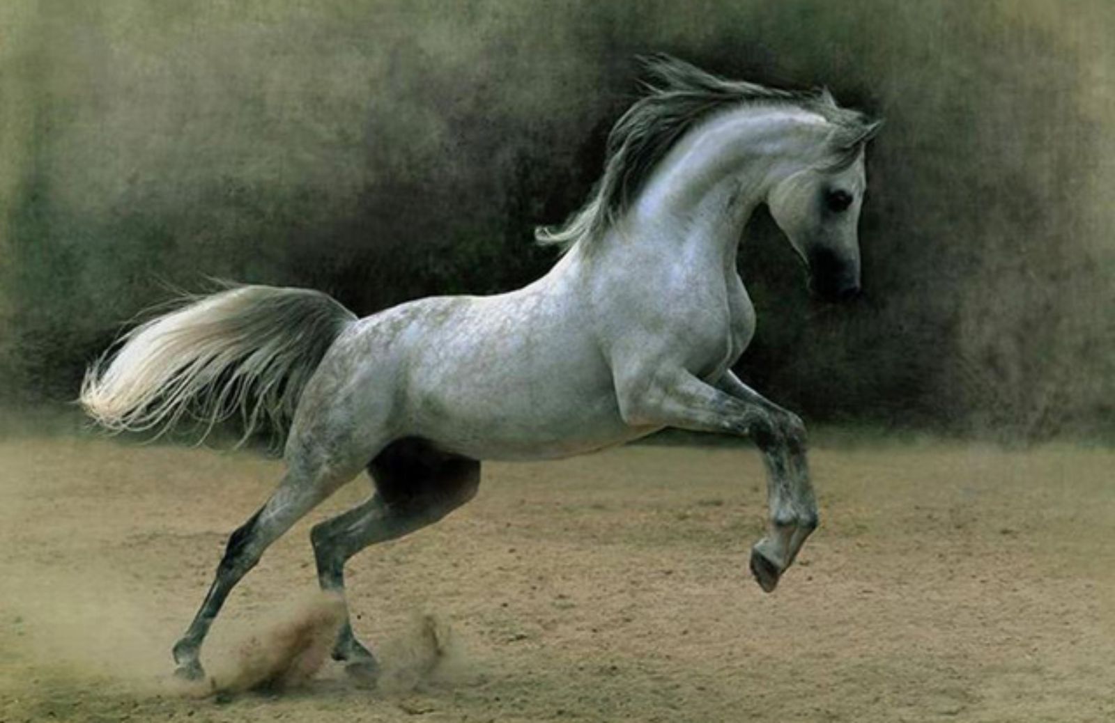Le 5 caratteristiche fondamentali del cavallo Arabo