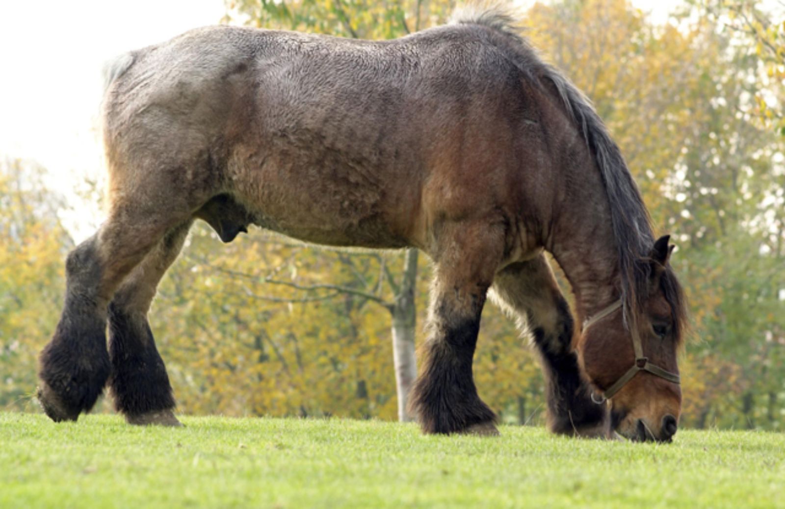 Le 5 caratteristiche fondamentali del cavallo Ardennese