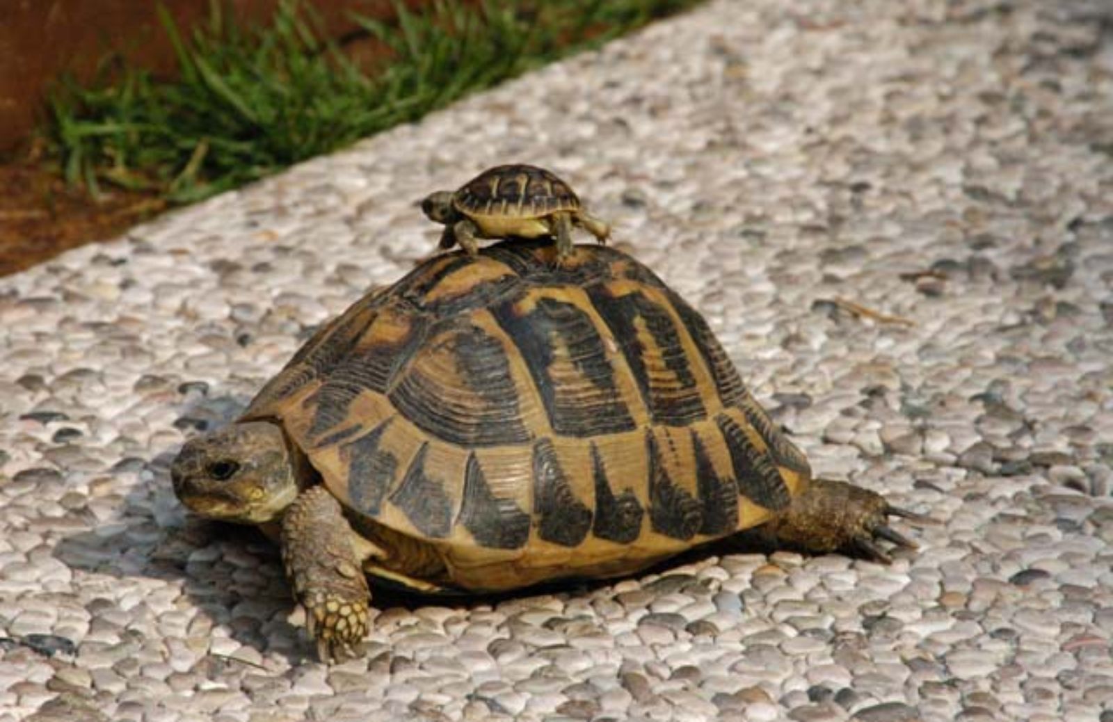 Le 5 cose da considerare per capire se la tartaruga è maschio o femmina