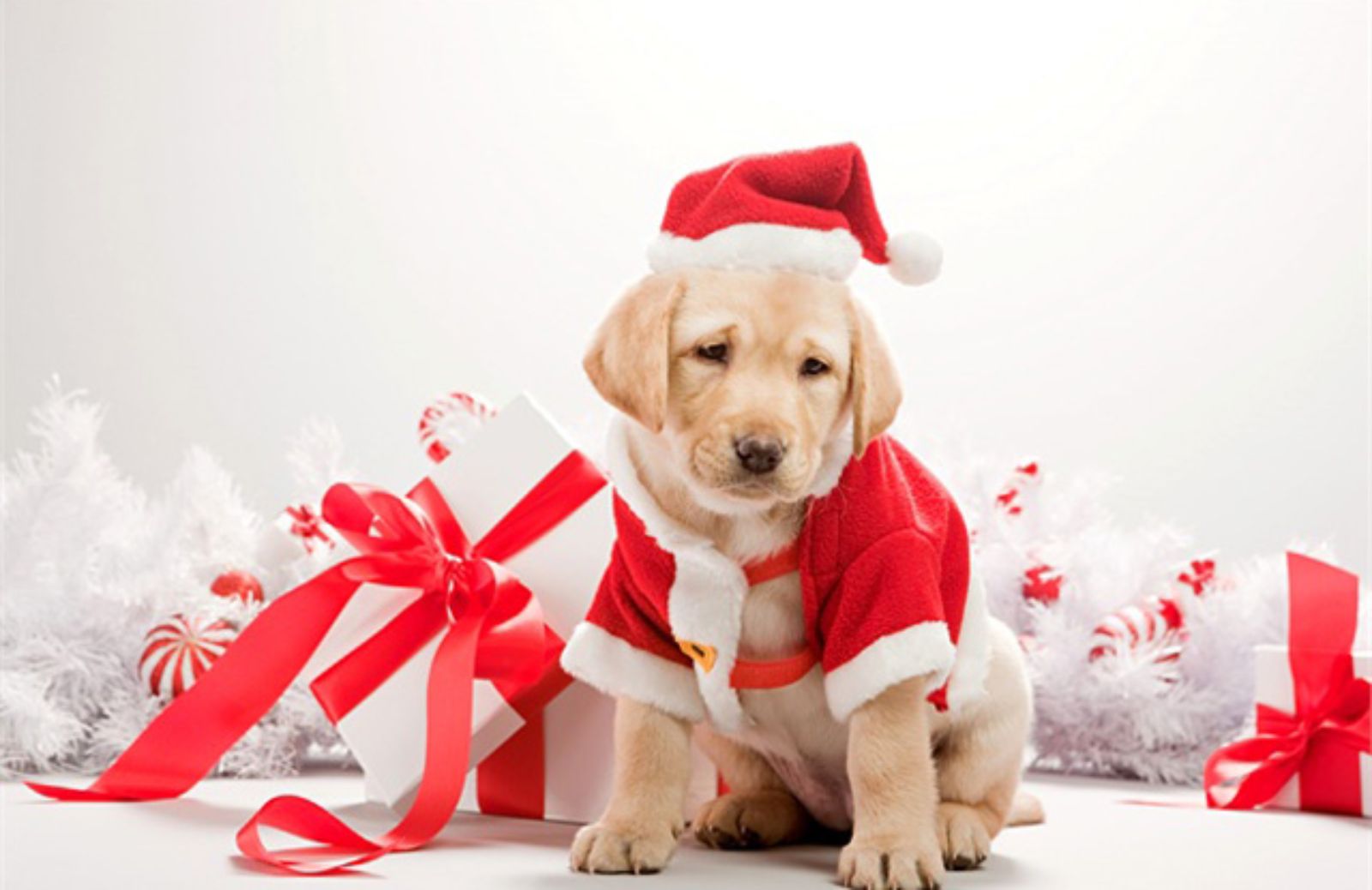 Le 5 domande da farsi prima di regalare un cane per Natale