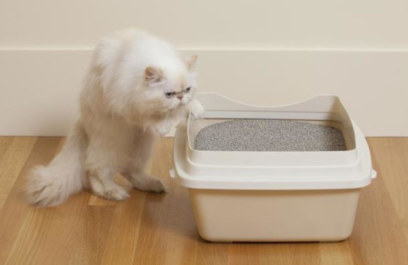 Le 5 misure da adottare se il gatto sporca fuori dalla lettiera