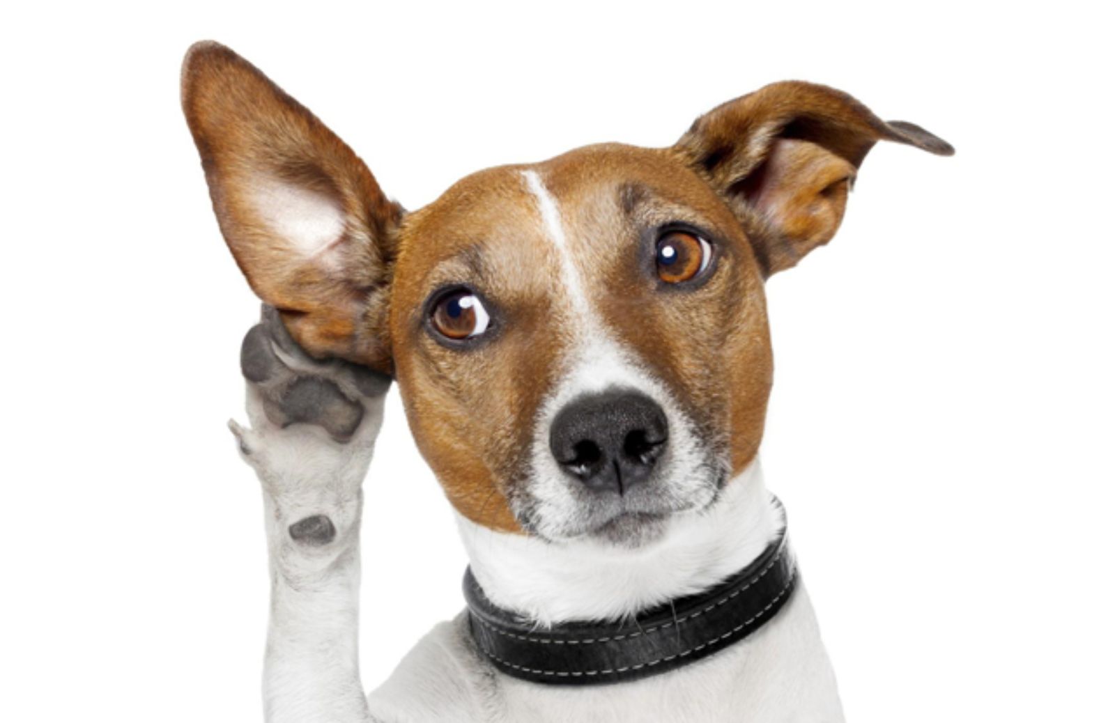 Le 5 razze canine più predisposte alla sordità