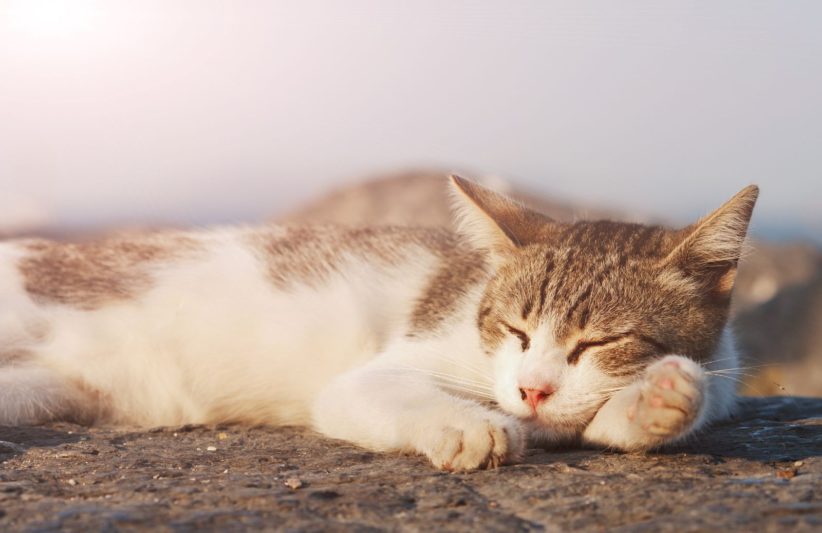 Cinque segnali che il tuo gatto ha caldo (e come farlo stare meglio)