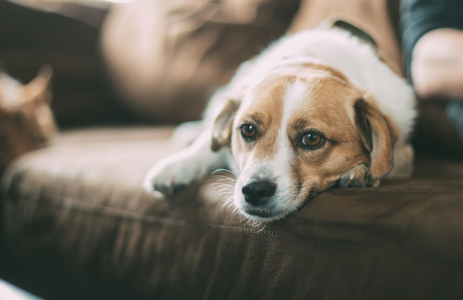 Gravidanza isterica del cane: da che dipende?