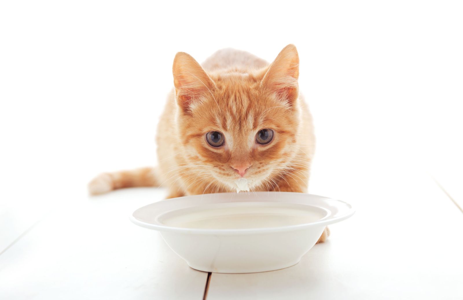 Il latte fa bene o no ai gatti?