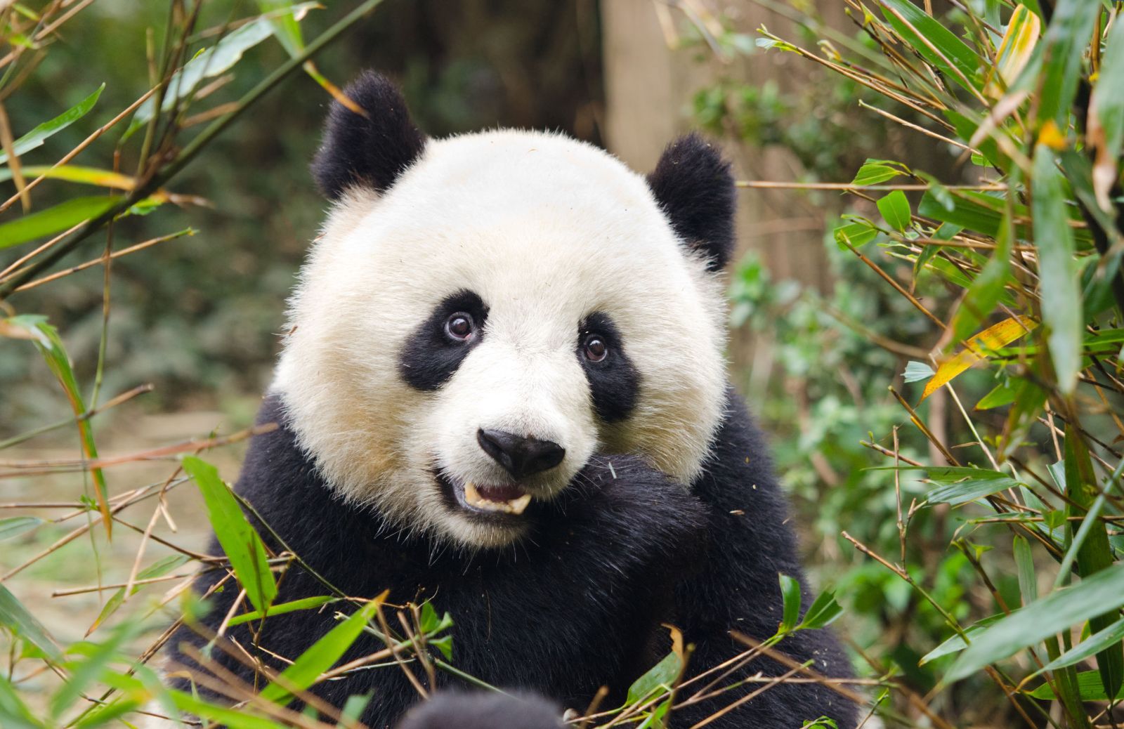 Il panda è un animale aggressivo?