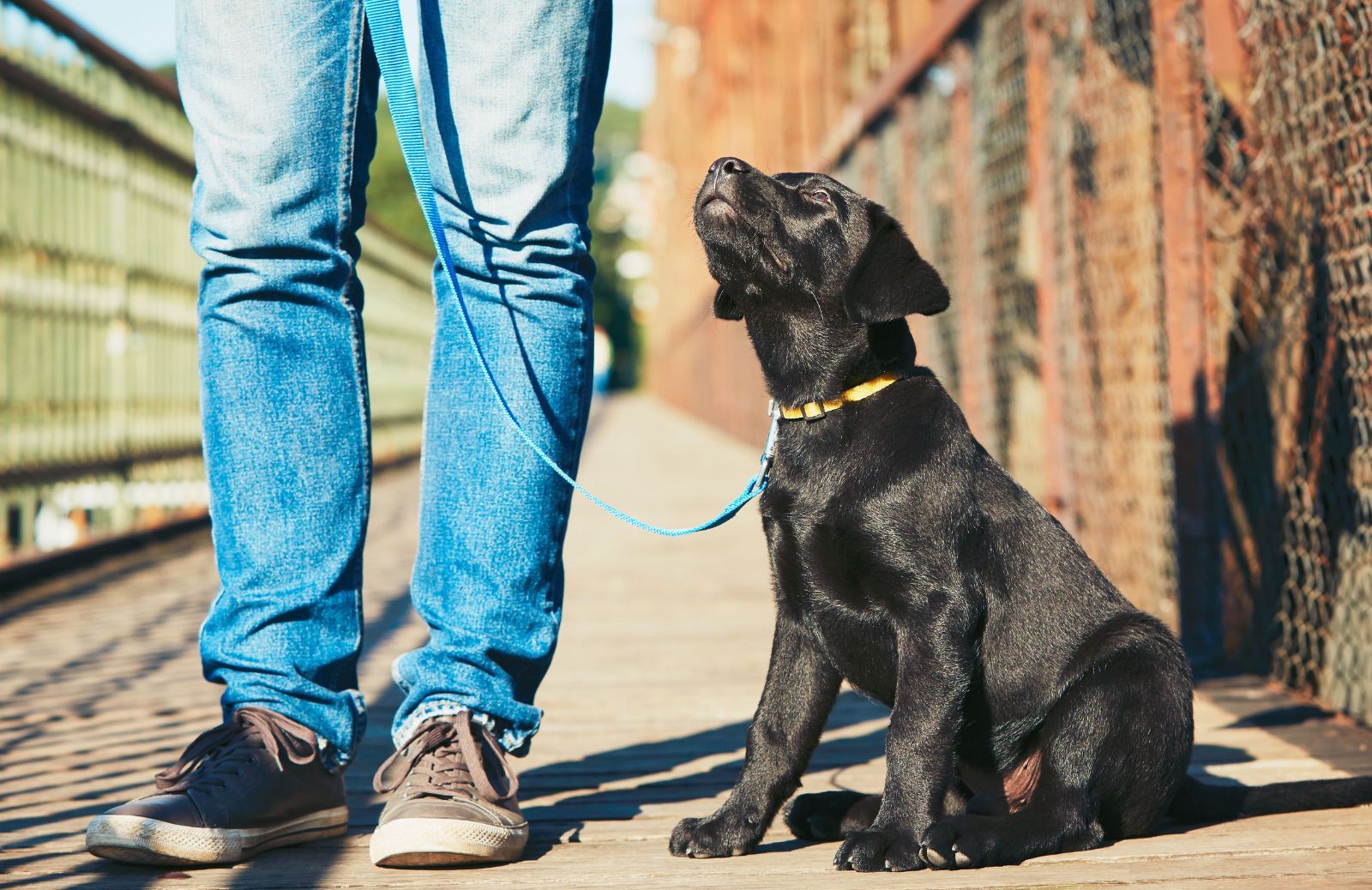 Quando si può iniziare a uscire in passeggiata con il cucciolo?