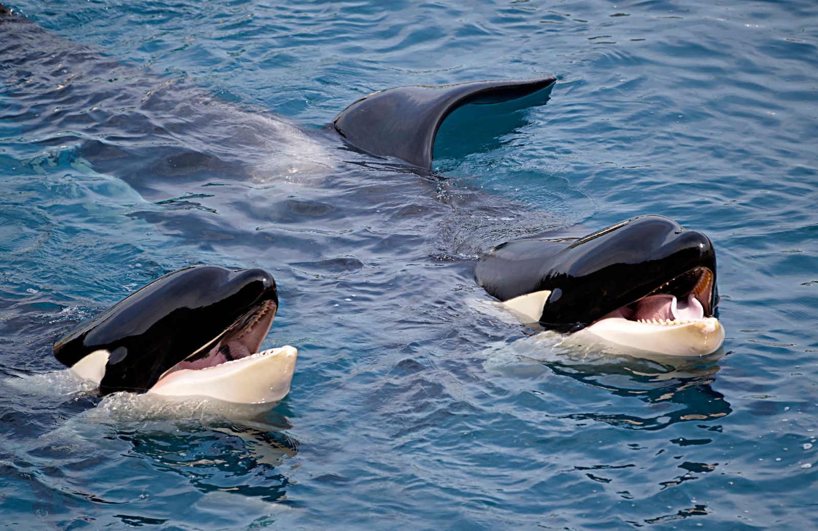 Le orche sono davvero pericolose per l'uomo? 