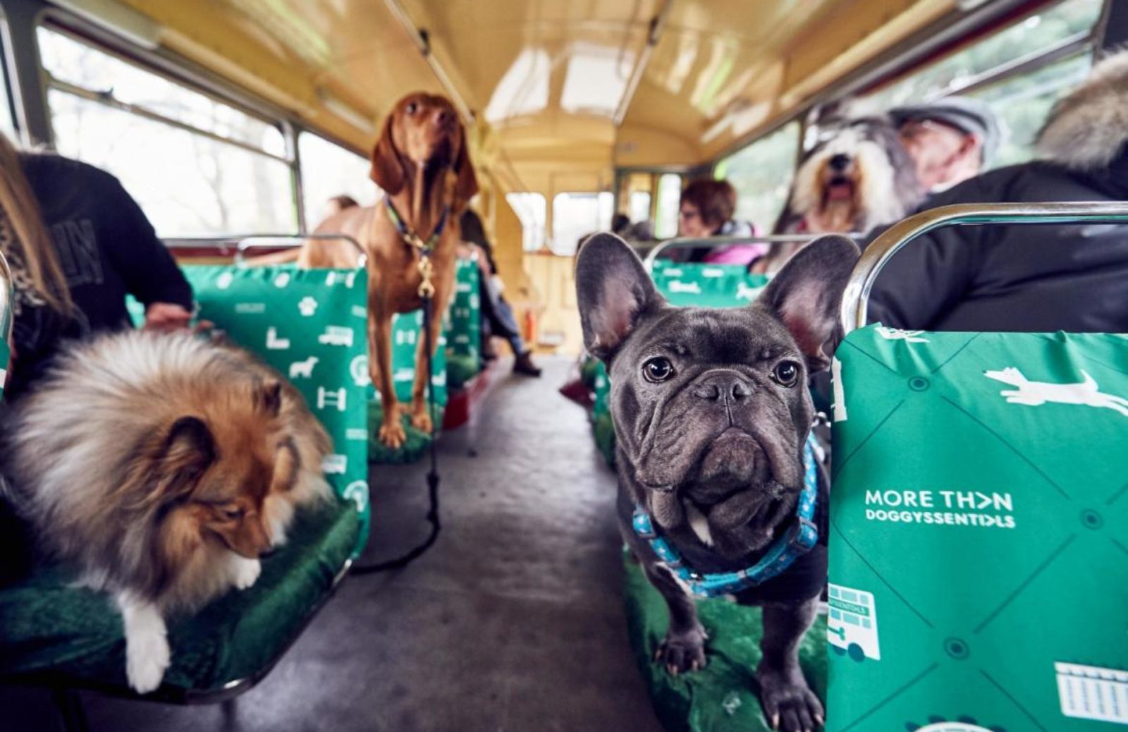 A Londra il primo bus turistico a misura di cane
