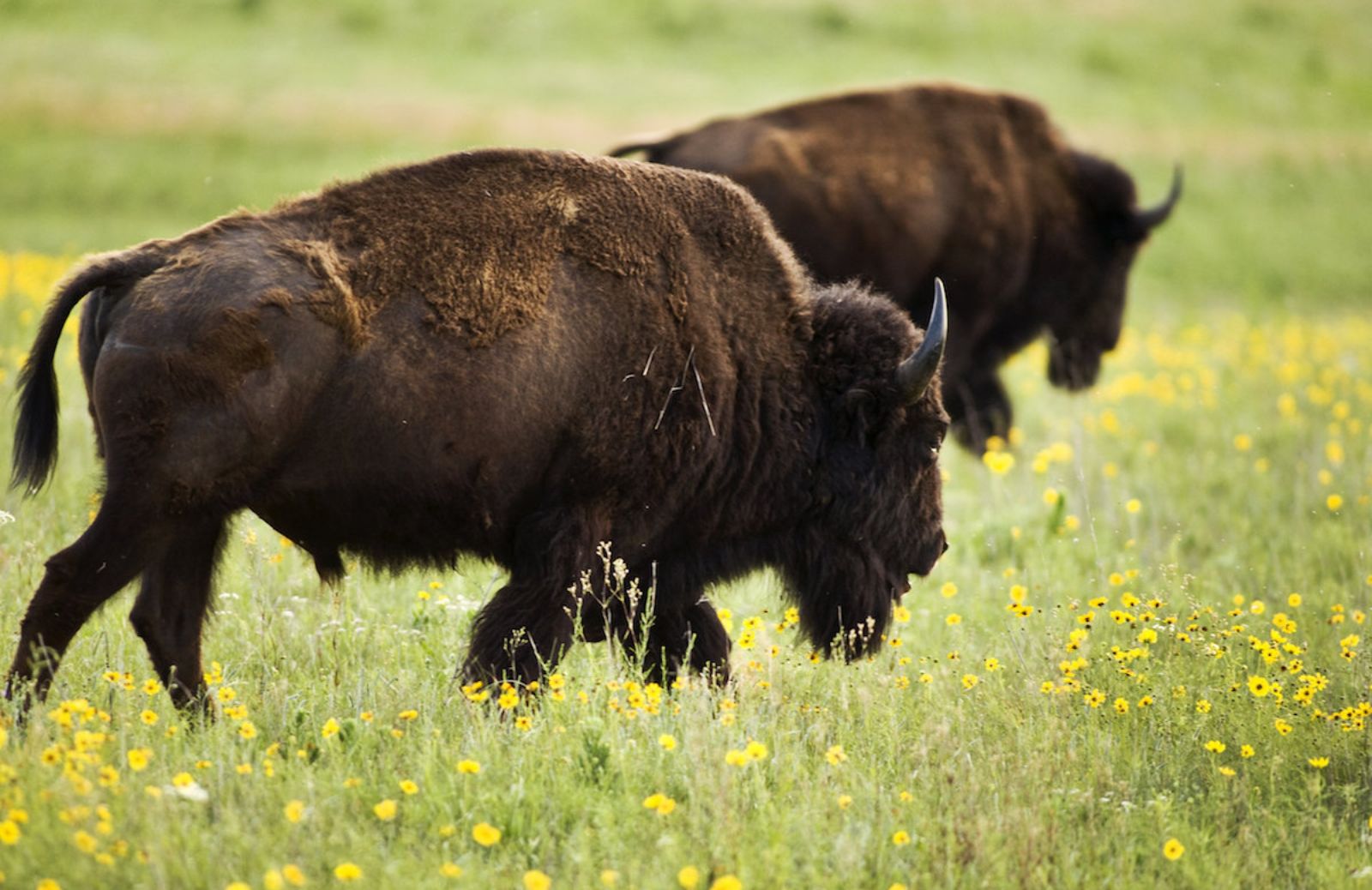 Ambiente: il bisonte europeo riappare in Spagna 