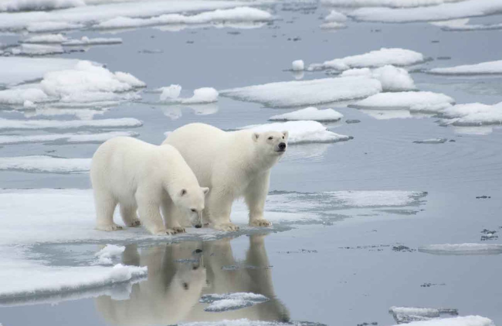 Gli USA non salveranno gli orsi polari