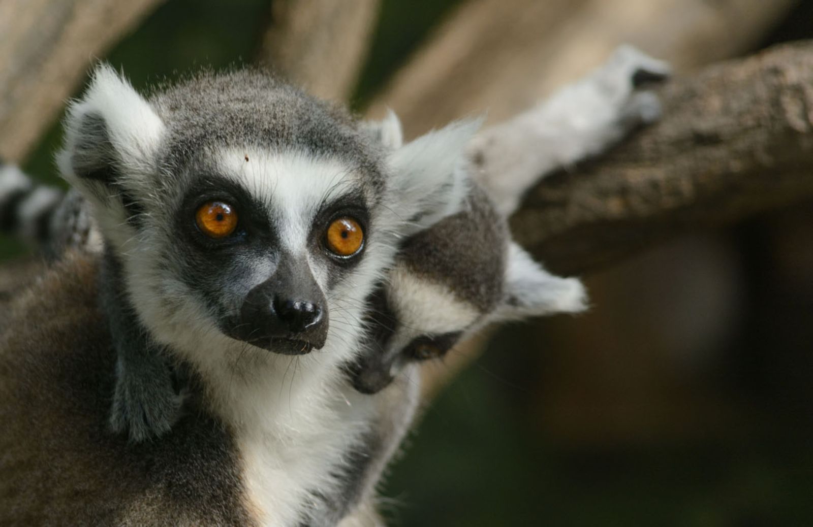 I lemuri e l’evoluzione del comportamento umano