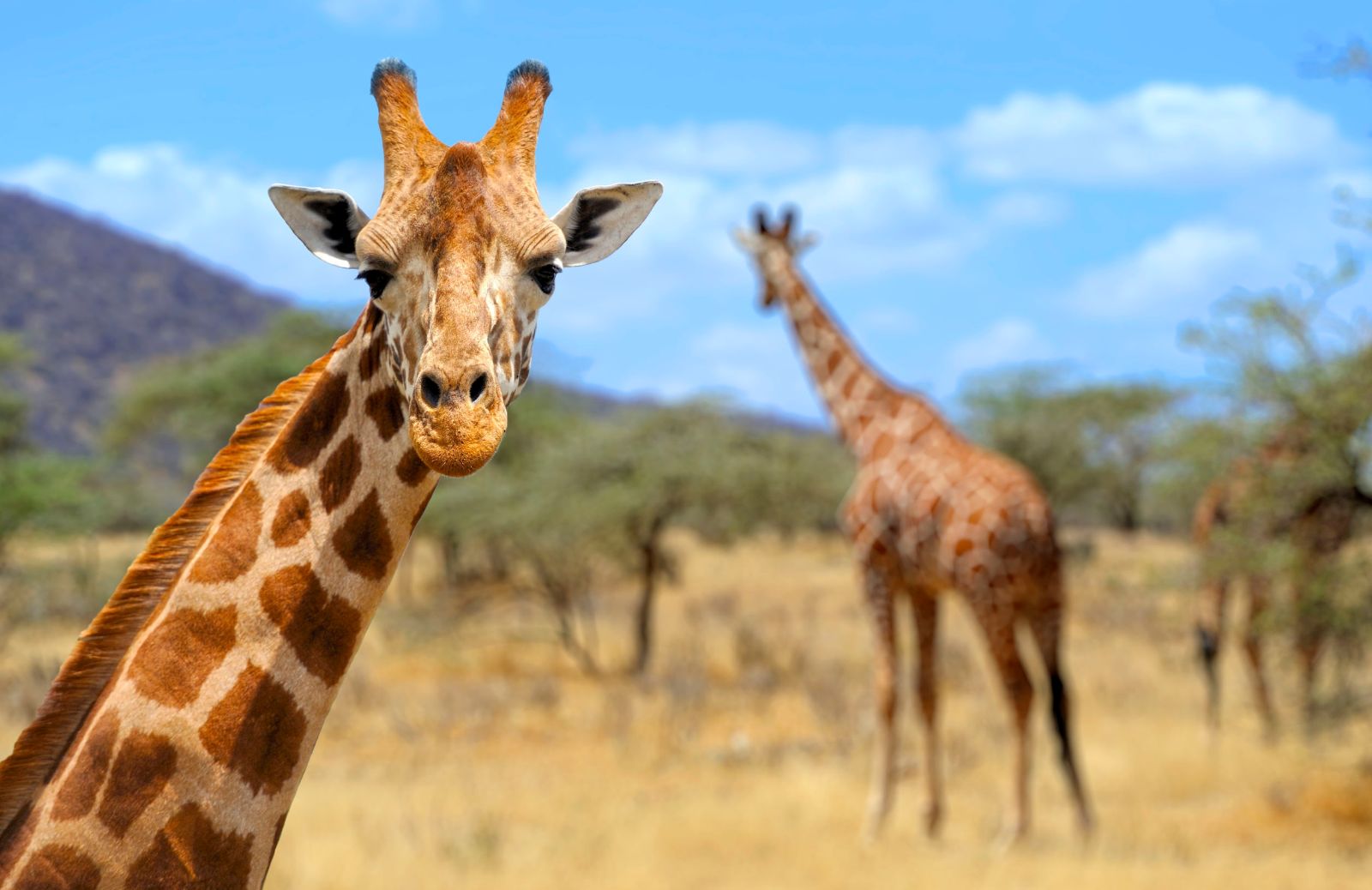 Il numero di giraffe è diminuito del 40% in 3 decenni