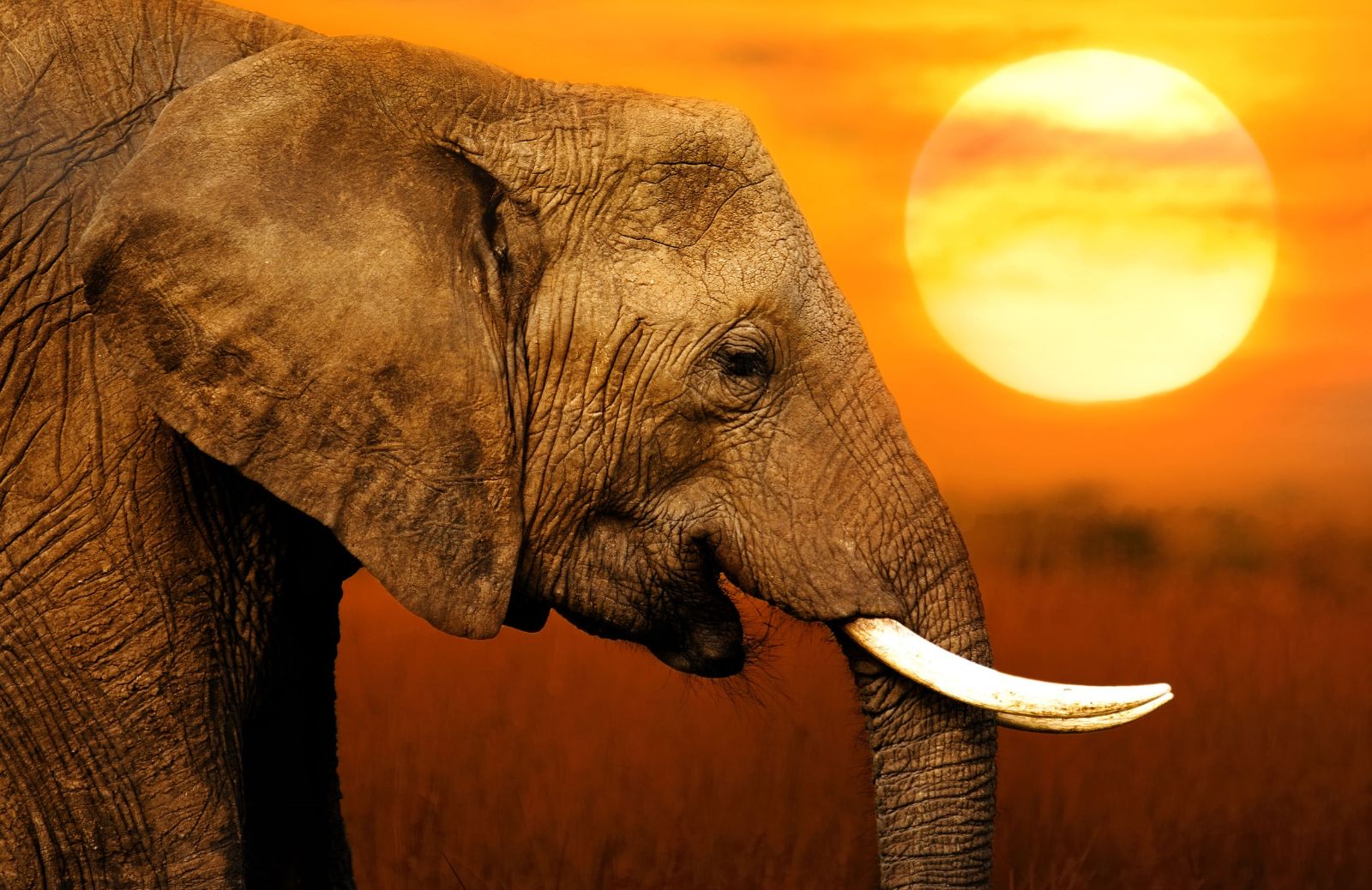 In Kenya nascita record di 140 elefanti grazie ai lockdown