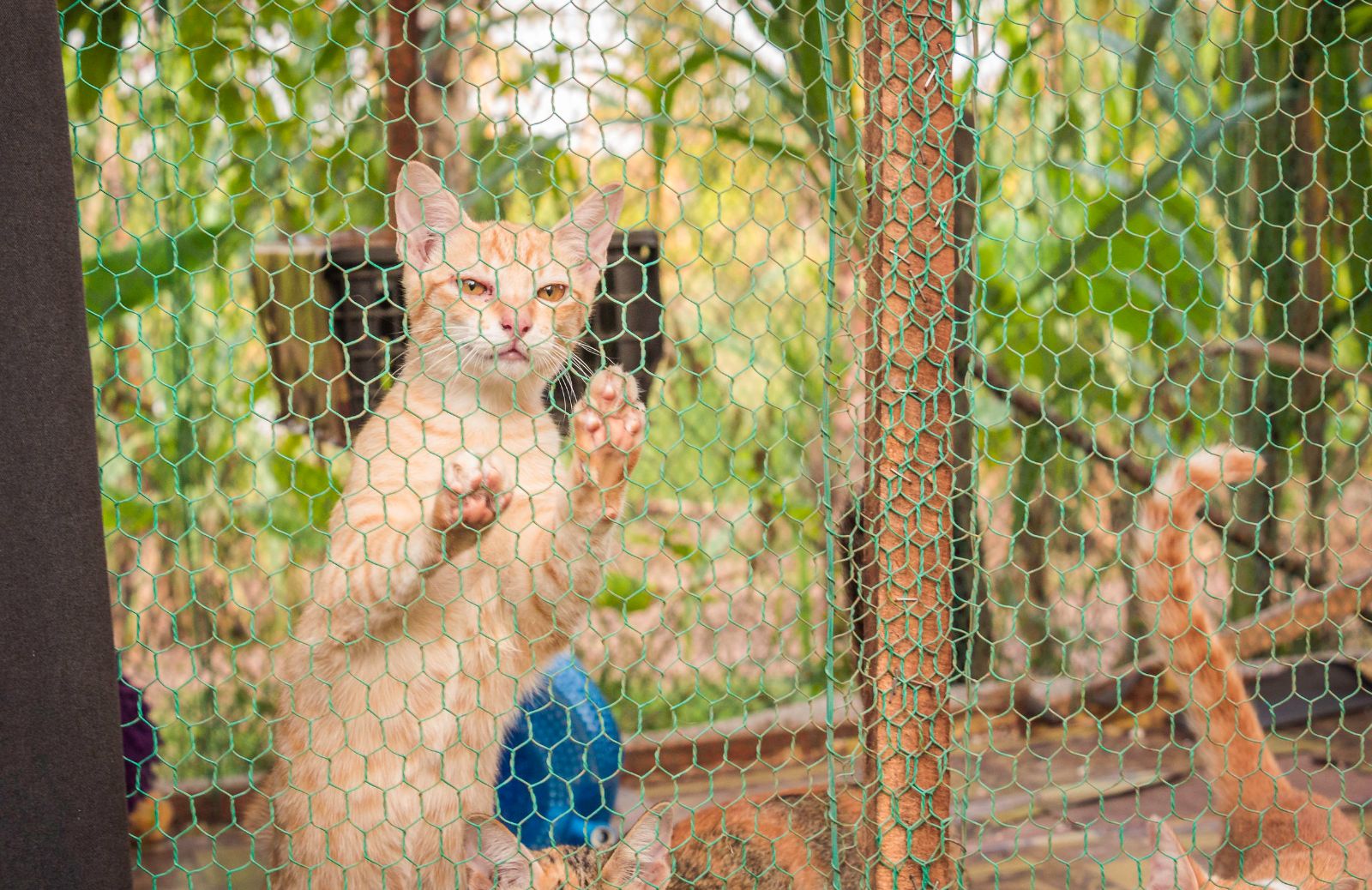 Report choc: in Vietnam un milione di gatti all'anno viene mangiata