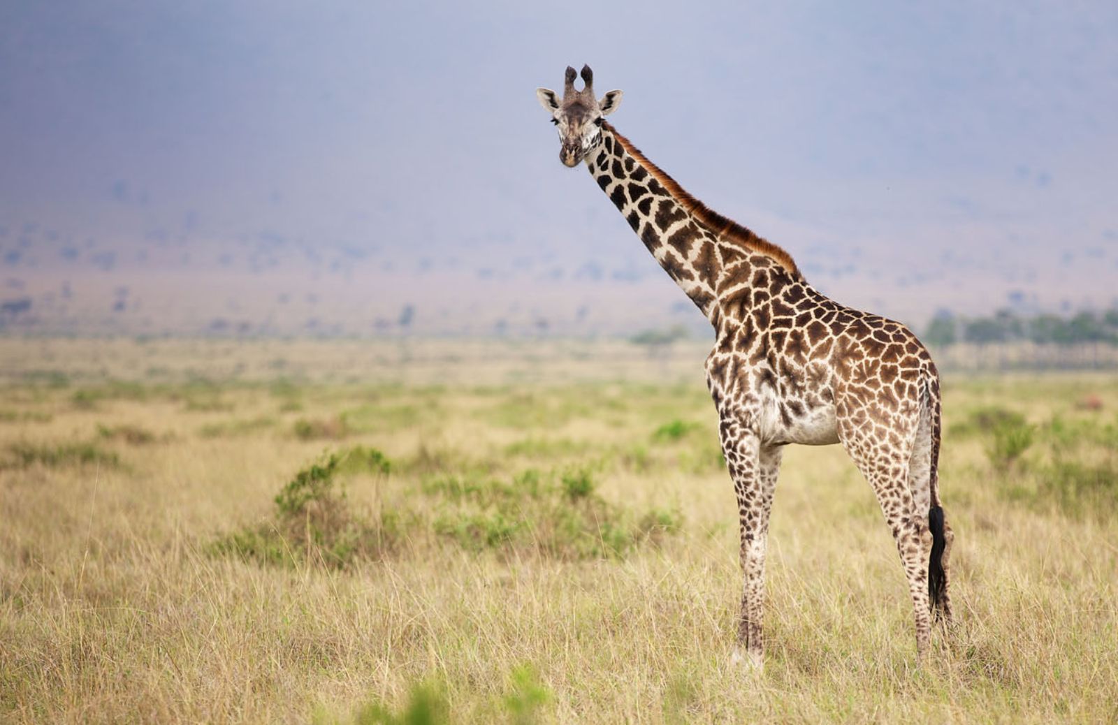 Scoperte quattro diverse specie giraffe di africane 