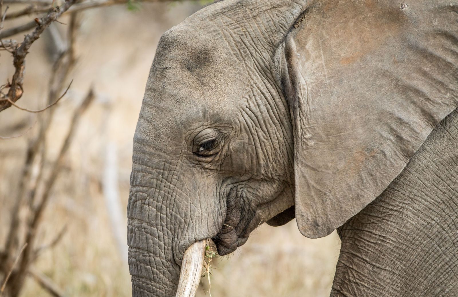 Ucciso l'elefante più famoso della Namibia