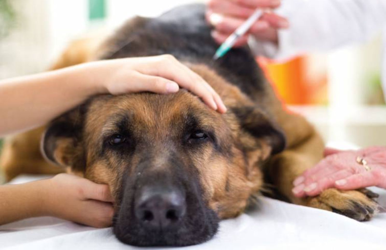 Un vaccino per i tumori dei cani