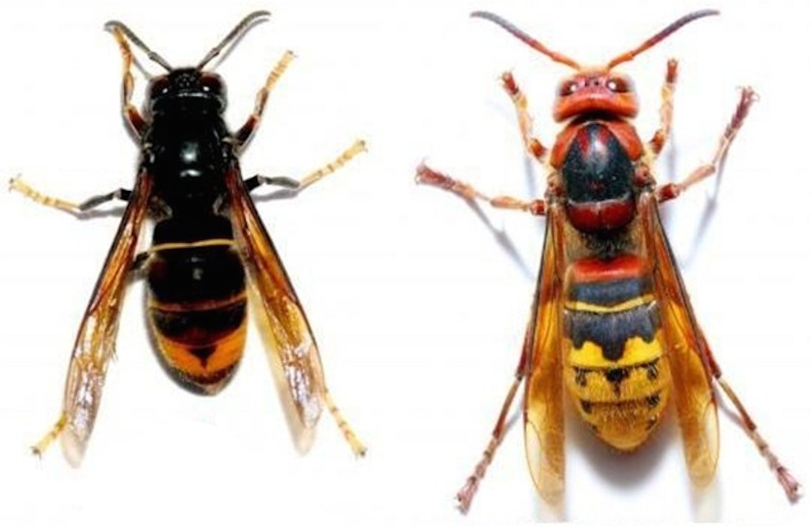 Allergie agli insetti: arriva la vespa aliena o calabrone killer