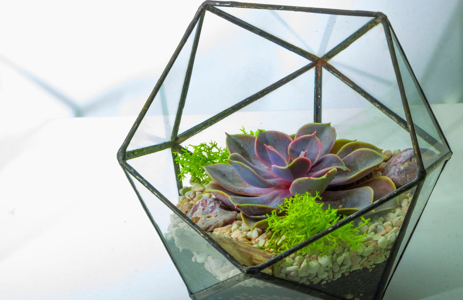 Terrarium o mini giardino: cos'è, come realizzarlo e come curarlo