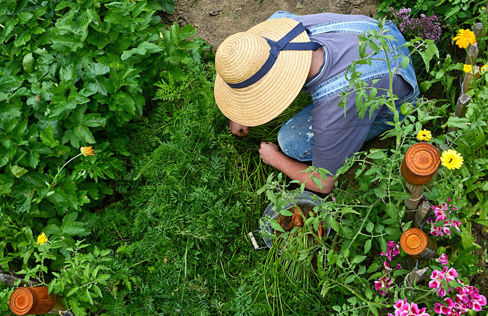 Come curare il giardino e l’orto ad agosto: il calendario dei lavori