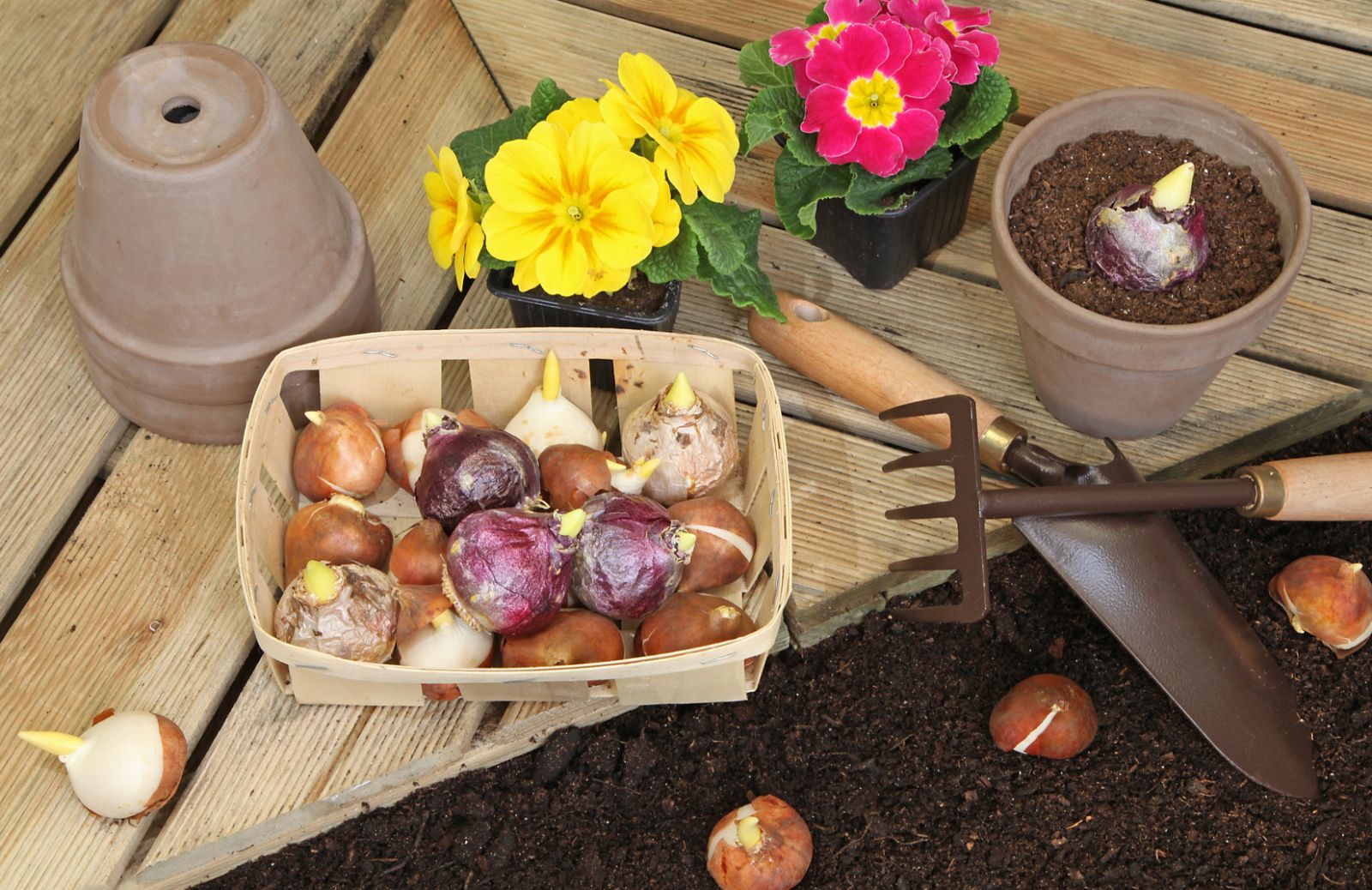 Come curare l’orto e il giardino a febbraio: il calendario dei lavori