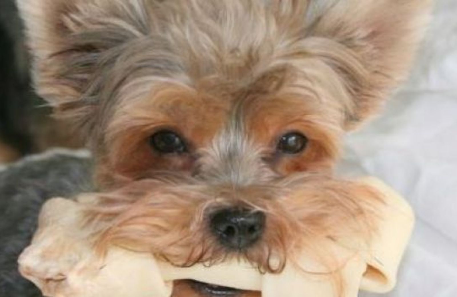 Come gestire l’alimentazione del cane: i cibi vietati