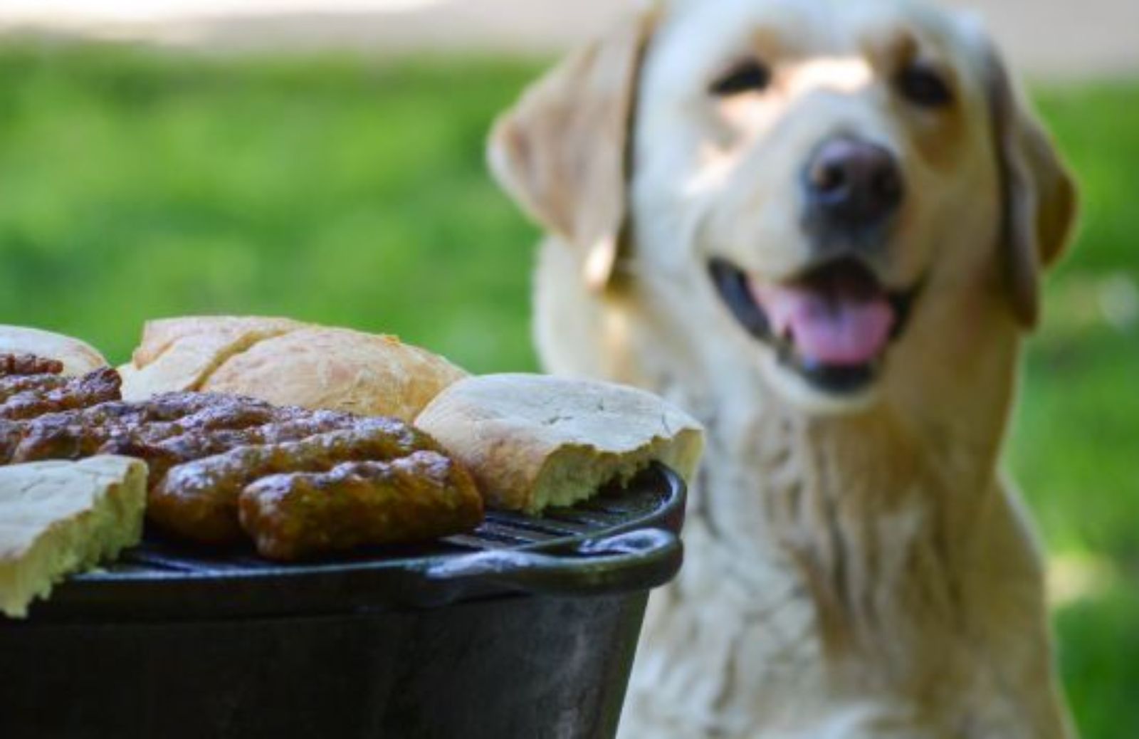 Come gestire l’alimentazione di cani e gatti in vacanza