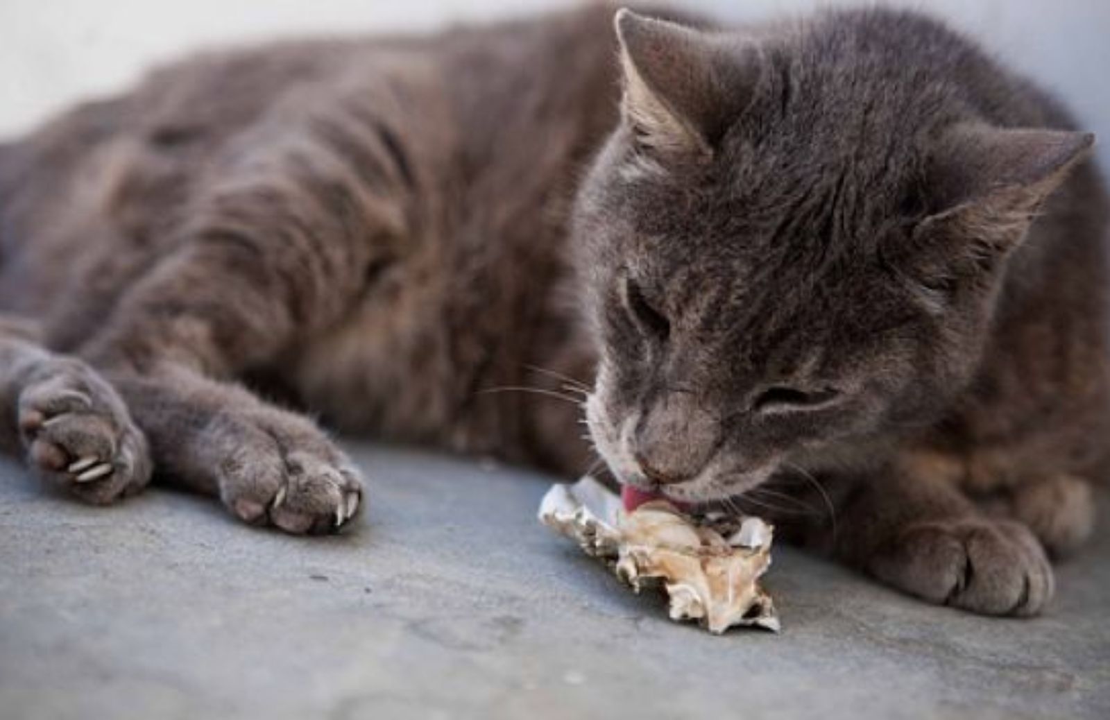 Come gestire l’alimentazione domestica del gatto