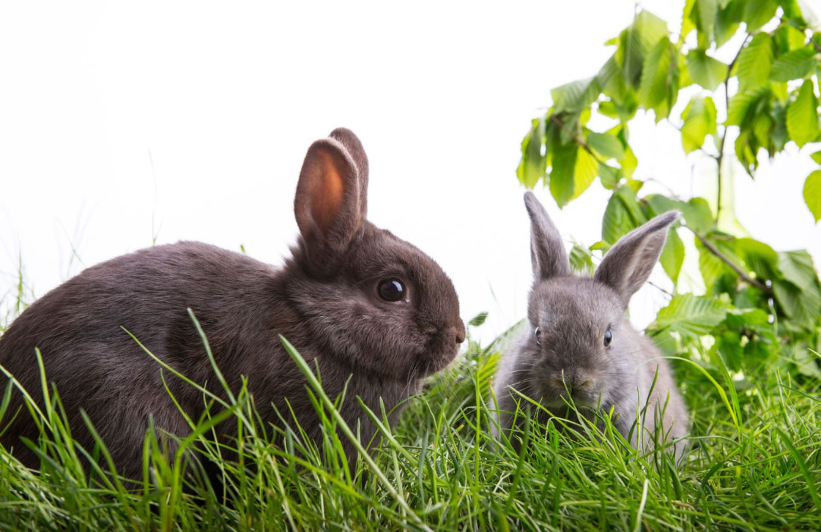 Come riconoscere gli alimenti nocivi per il coniglio