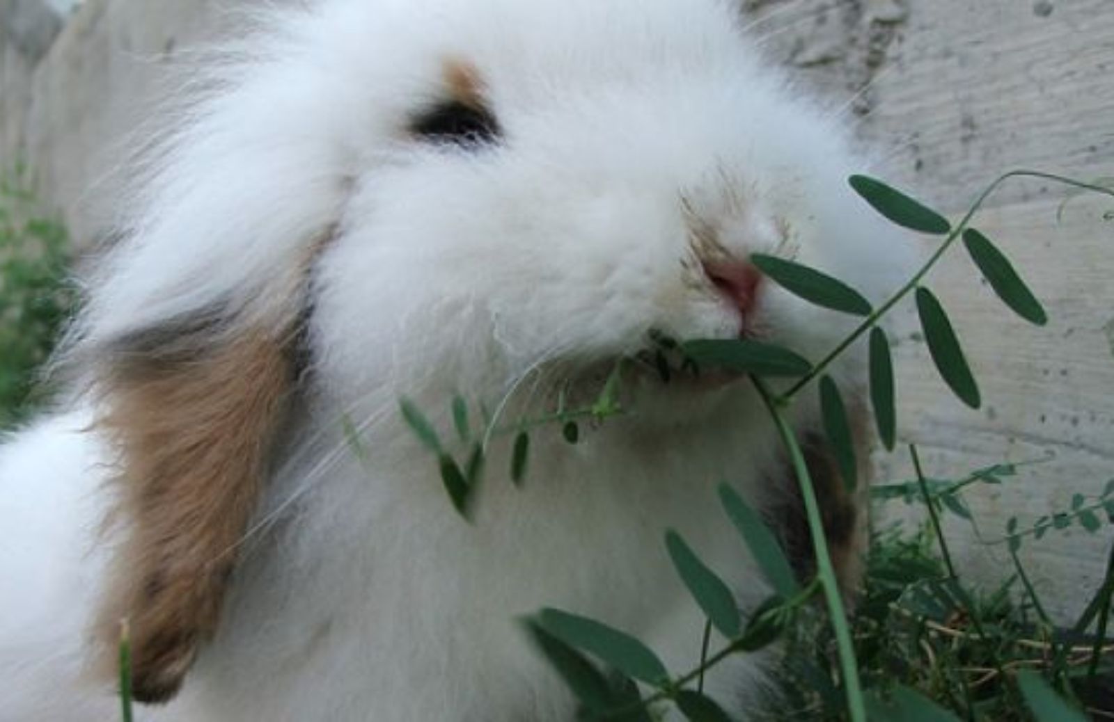Come scegliere le verdure per il coniglio