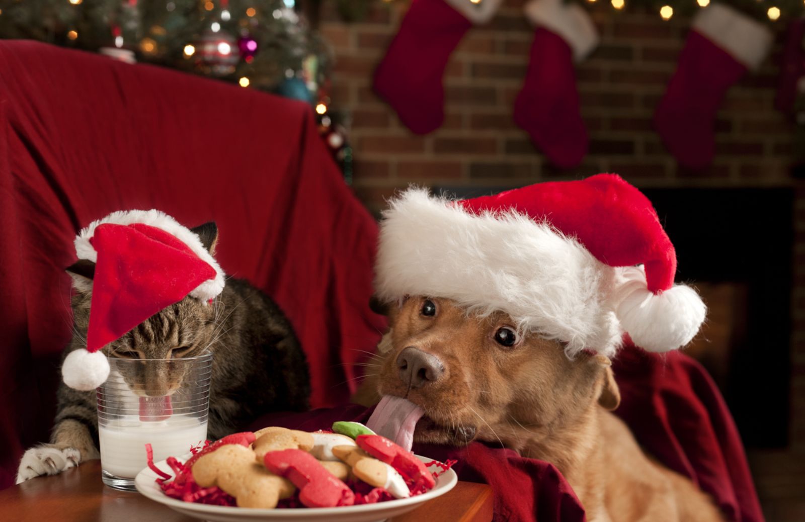 Il Natale a tavola per cani e gatti: i cibi da evitare