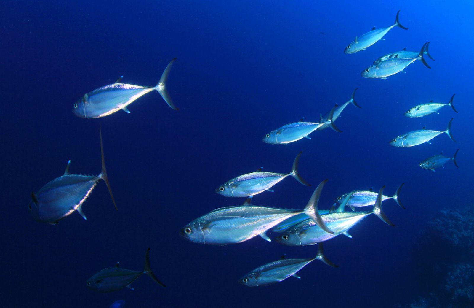 Alzate del 20% le quote di pesca del tonno rosso nel Mediterraneo 