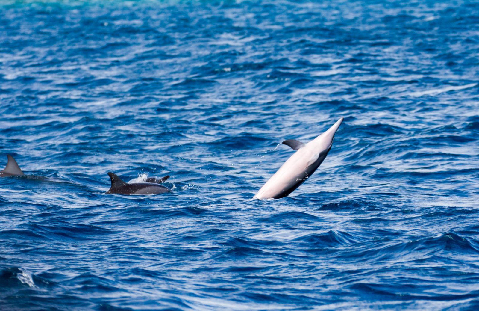 Catturato in Giappone esemplare di delfino albino