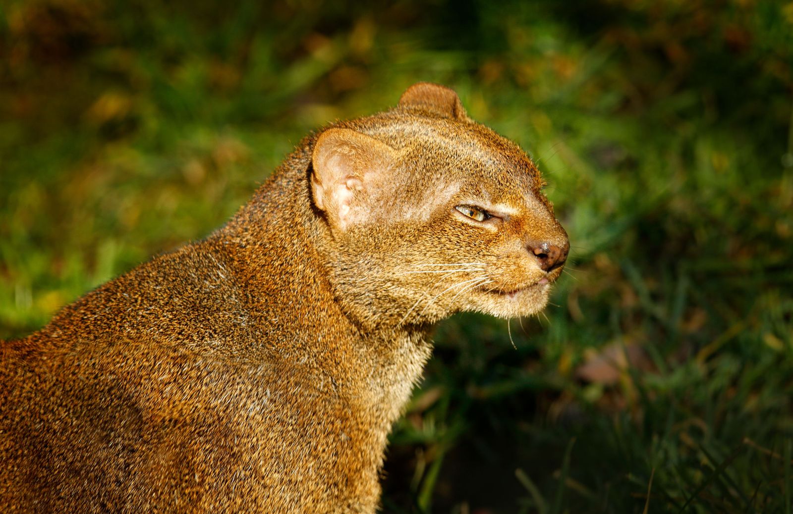 Chi è lo yaguarondi, il puma che assomiglia a un gatto
