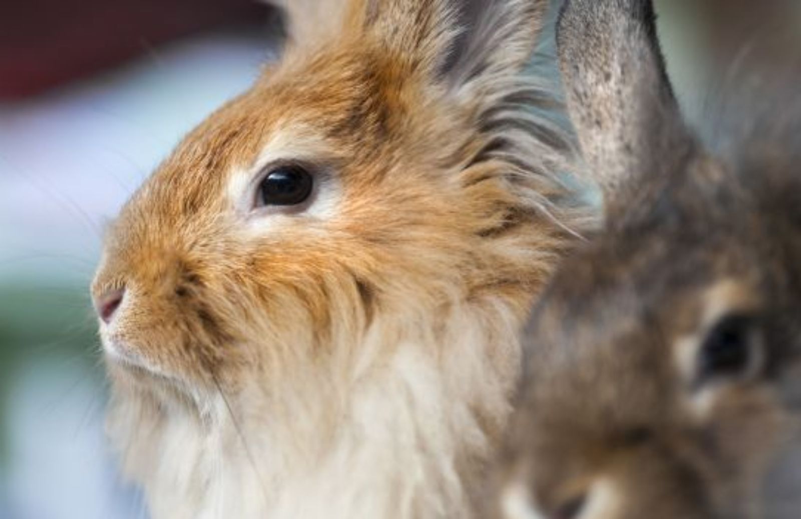 Come capire il coniglio: il linguaggio del corpo