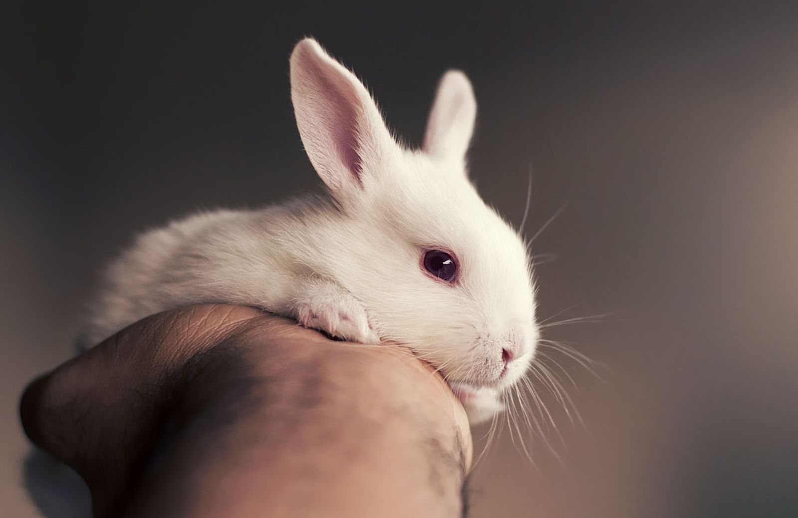 Come capire il coniglio dal linguaggio del corpo