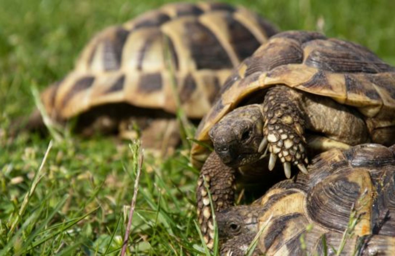 Come fare ad allevare una tartaruga di terra in giardino