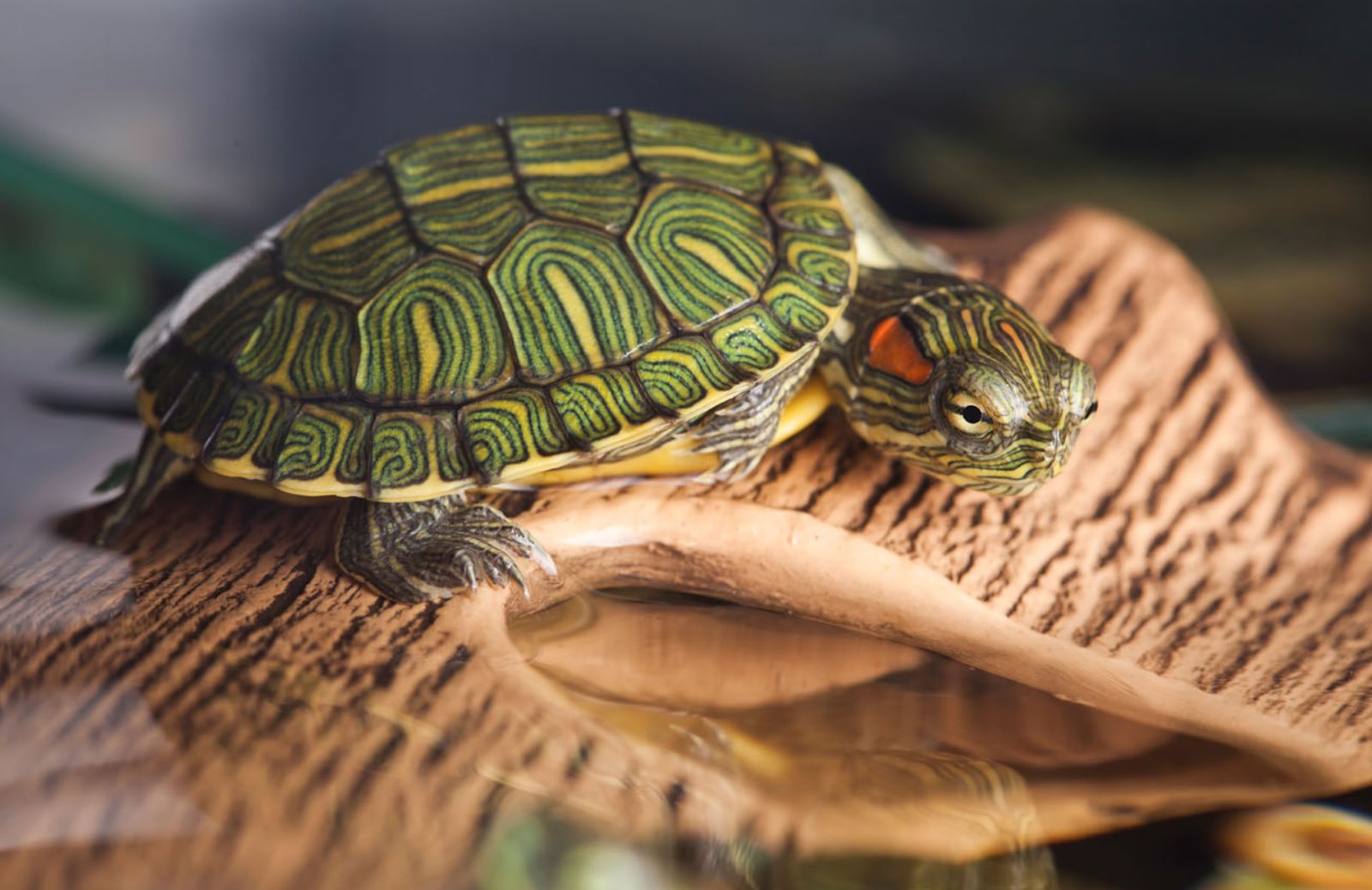 Come riconoscere i segni di una malattia nelle tartarughe d’acqua